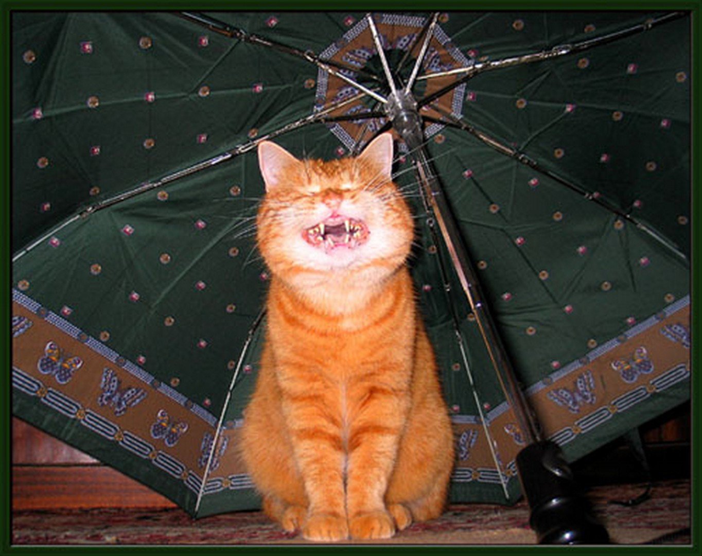Полгода совсем никуда. Рыжий кот под дождем. Рыжий кот и зонт. Рыжая кошка под дождем. Кот под зонтом.