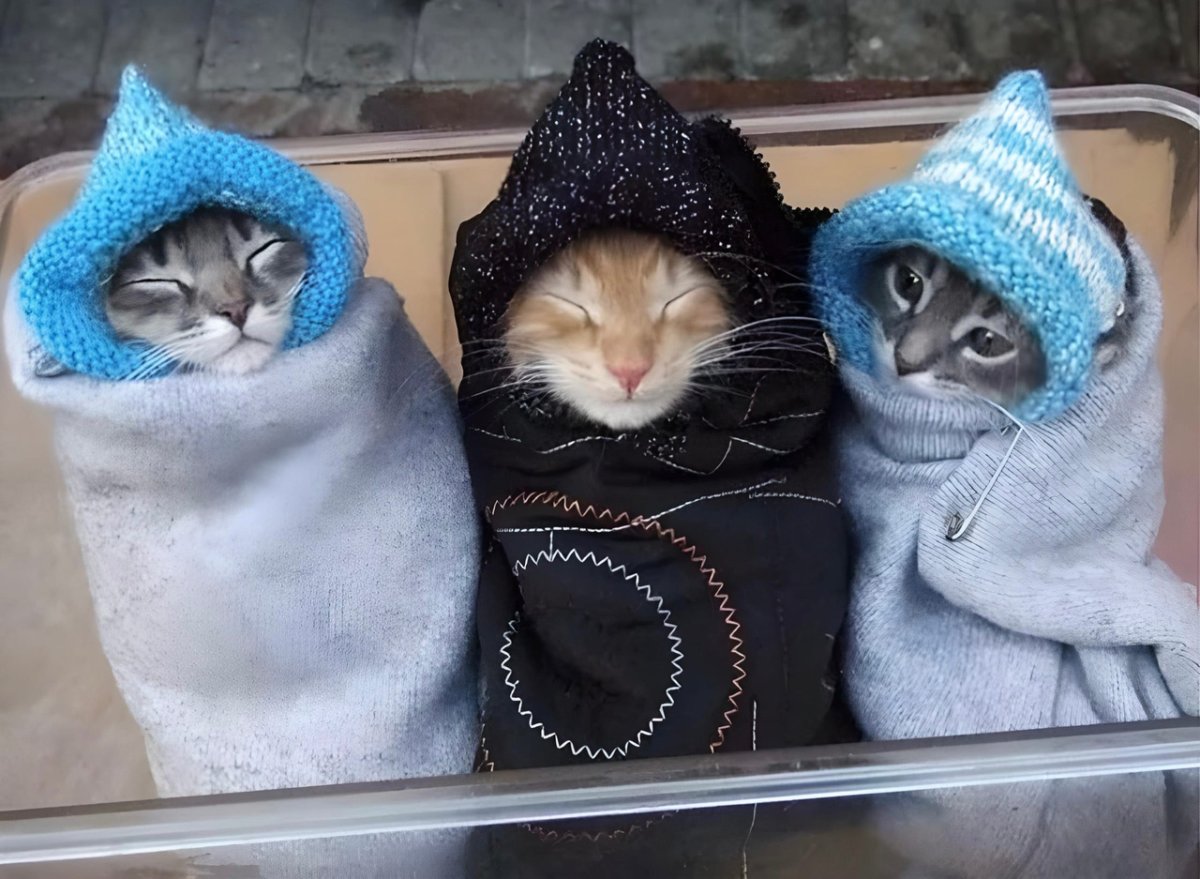 Почему одеваться потеплее. Кот в теплой одежде. Котенок в теплой одежде. Тепло одетый котик. Похолодало с котиком.