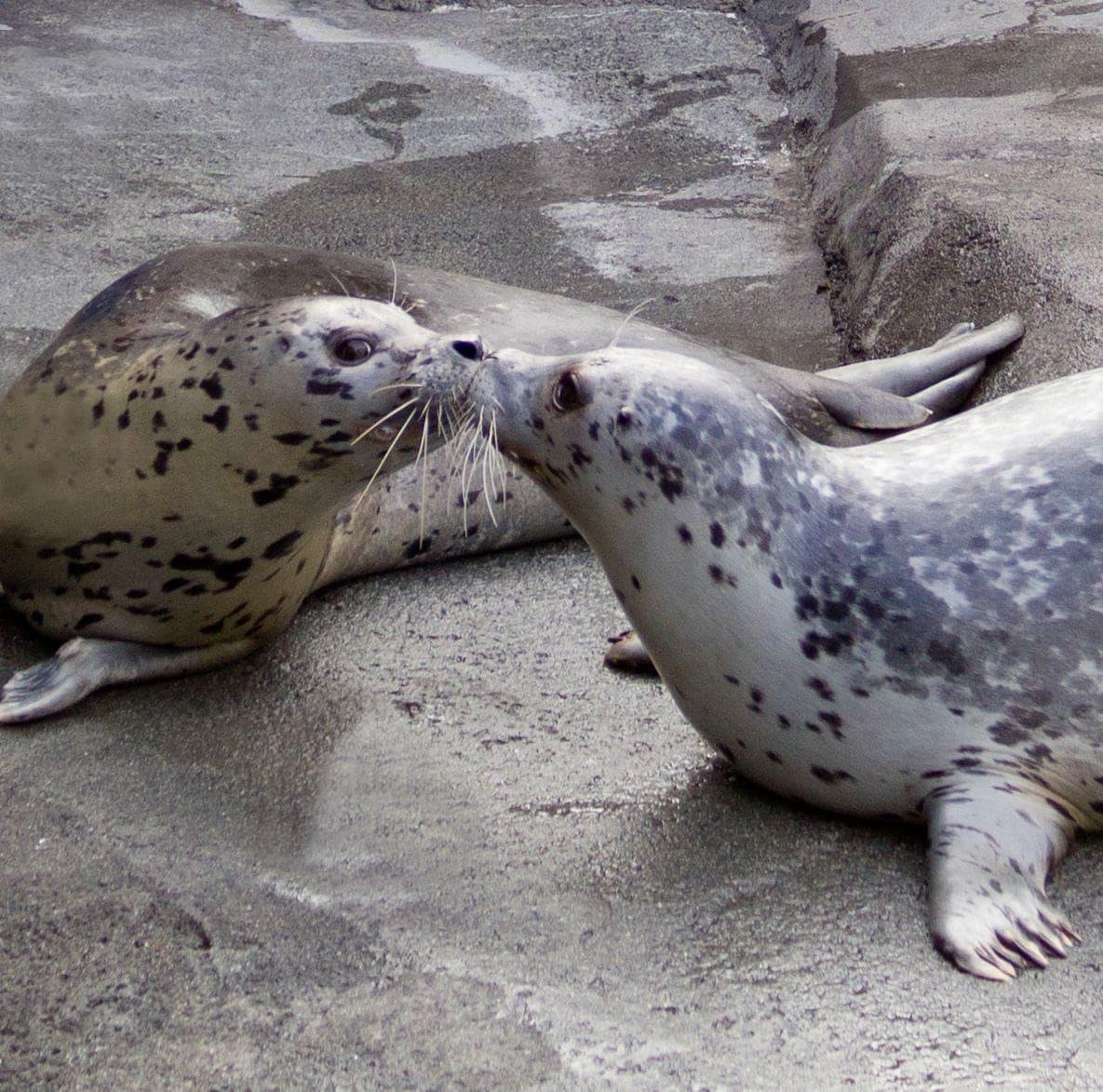 Спаривание морских. Обыкновенный тюлень. Влюбленные тюлени.