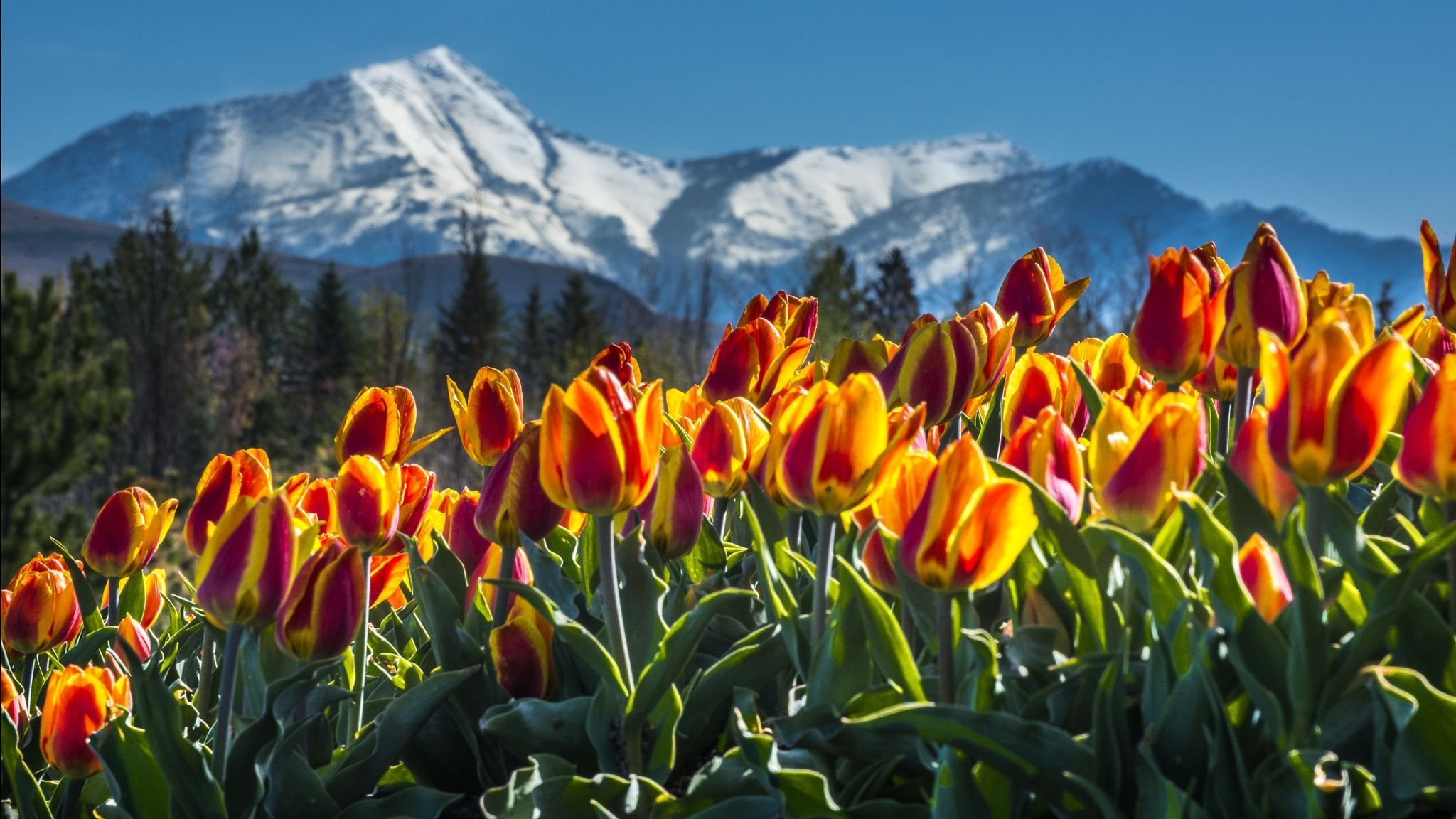 Тюльпаны находка. Тянь-Шань тюльпан Киргизия. Горные тюльпаны Тянь Шаня. Тюльпан в горах Тянь-Шань. Чимганские горы Узбекистан тюльпаны.