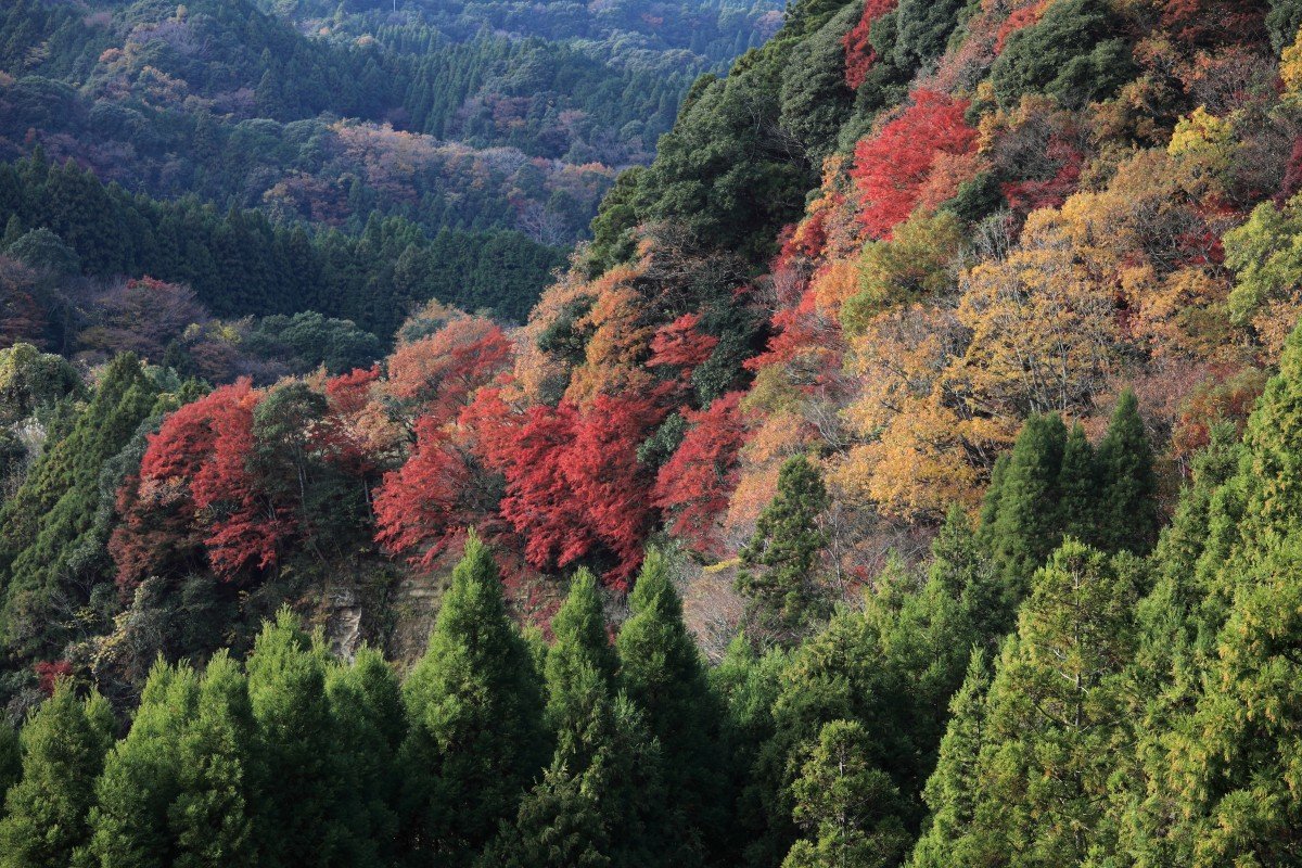 Широколиственный лес Северной Америки. Смешанные и широколиственные леса Северной Америки. Широколиственный лес в Америке. Широколиственные леса Южной Кореи.