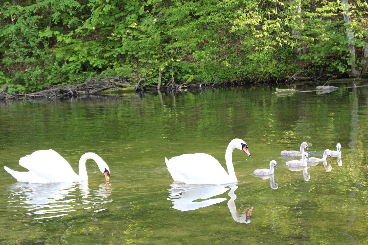 Красивые озера лебеди. Природа лебеди. Лебеди на озере. Красивые лебеди на озере. Пейзаж с лебедями.