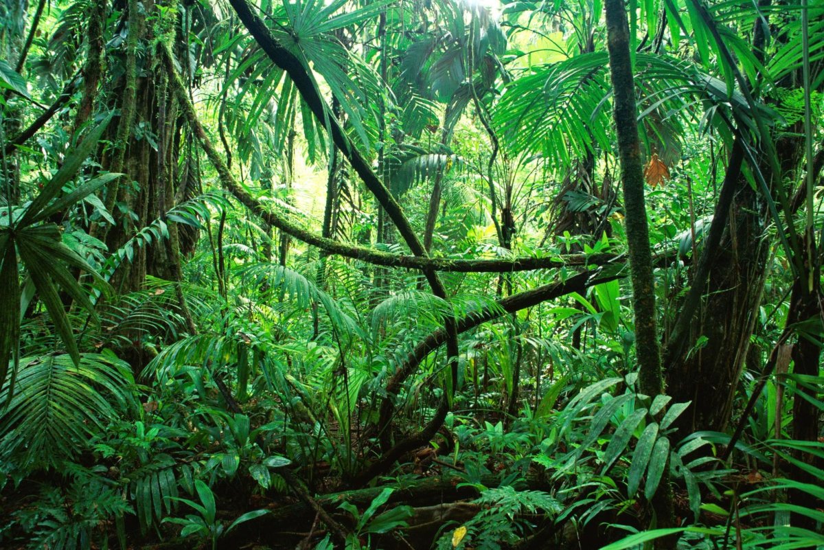 Картинка влажные экваториальные леса