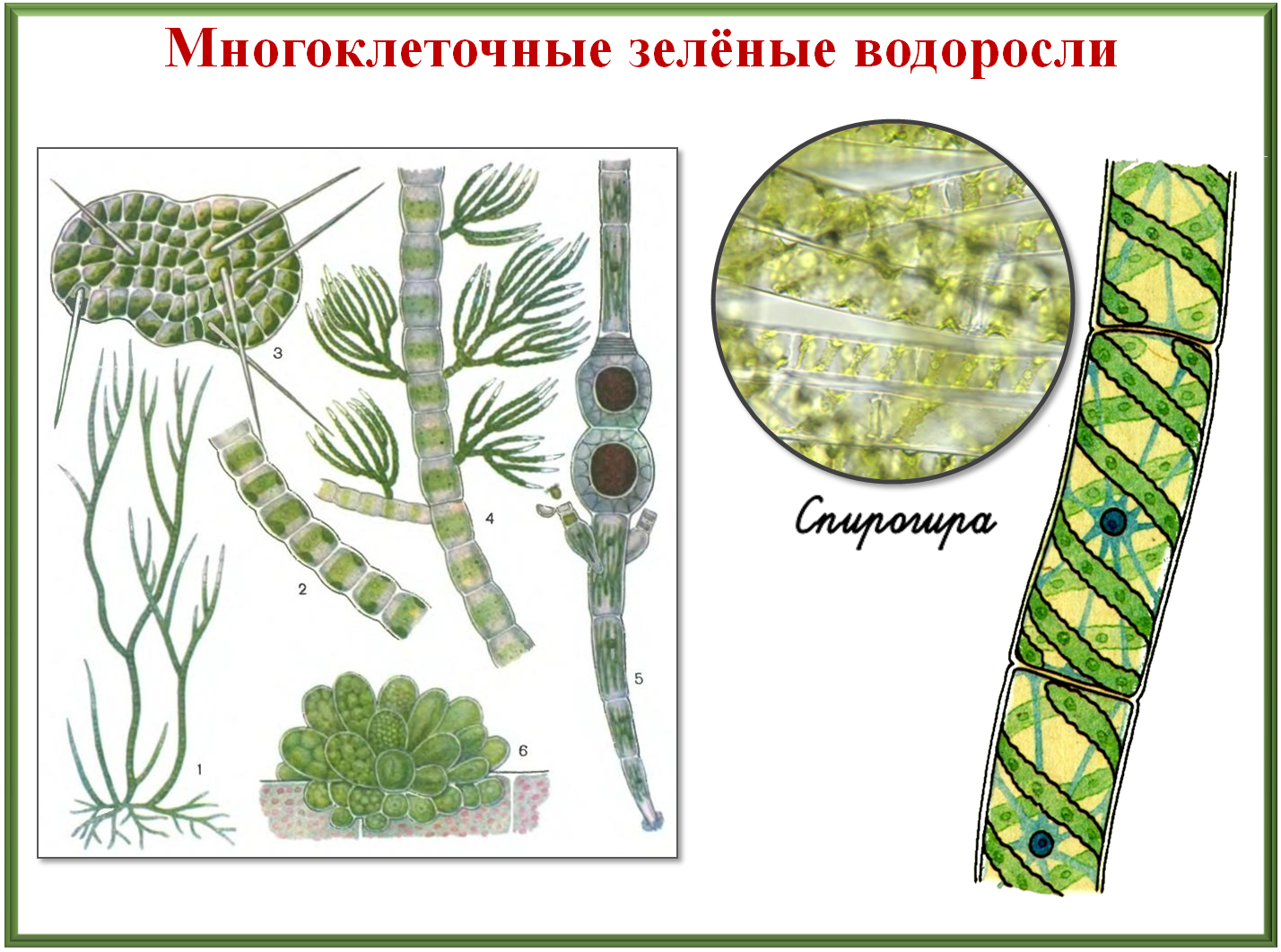 Обозначение водорослей. Строение водорослей. Многоклеточные зеленые водоросли. Разнообразие зеленых водорослей. Многообразие и размножение водорослей.