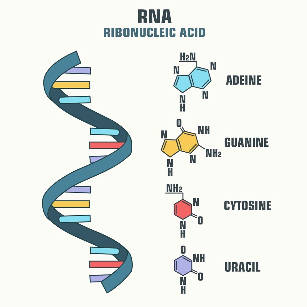 Строение молекулы РНК. Клеточные РНК. РНК фото. Рибонуклеиновая кислота.