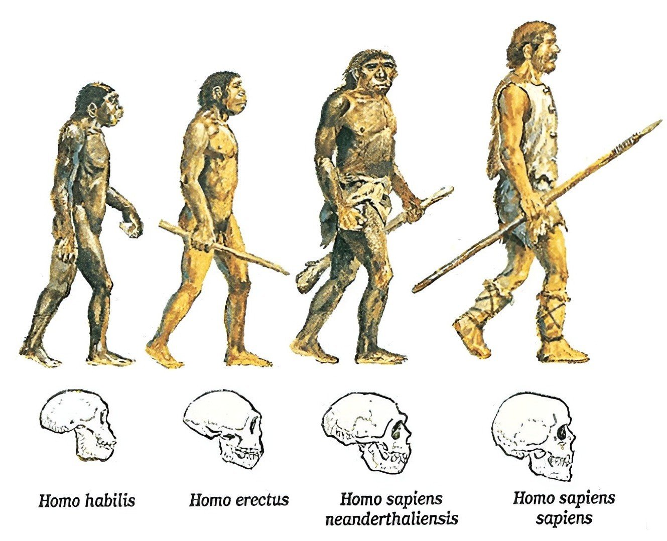 Хомо сапиенс появился в эпоху. Хомо сапиенс австралопитек Эволюция. Хомо сапиенс неандерталенсис. Кроманьонцев неандертальцев синантропов питекантропов. Этапы эволюции хомо сапиенс.
