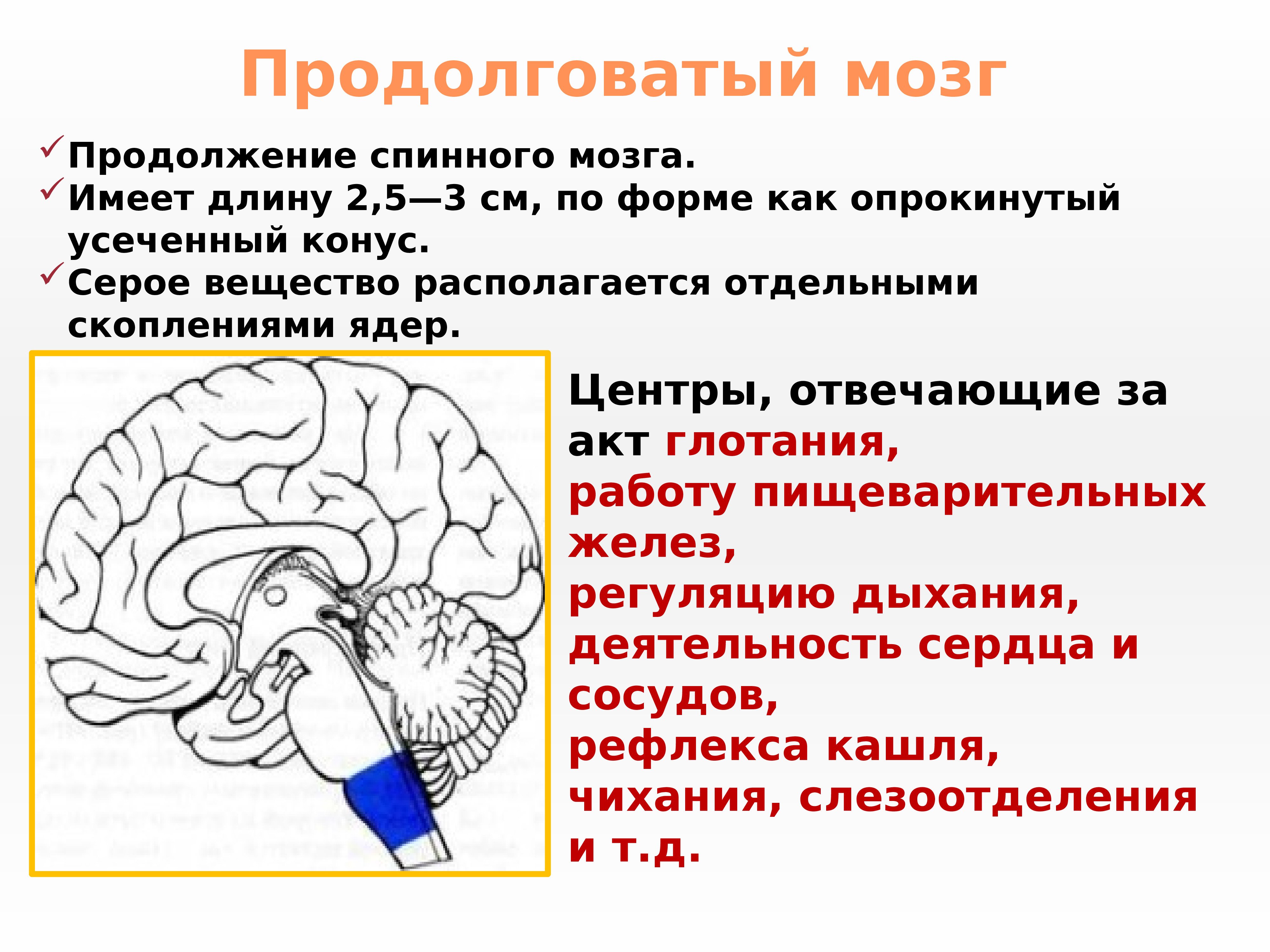 Продолговатый отдел мозга строение. Продолговатый мозг строение и функции. Функции продолговатого мозга мозга. Функции центров продолговатого мозга. Продолговатый мозг расположение и функции.