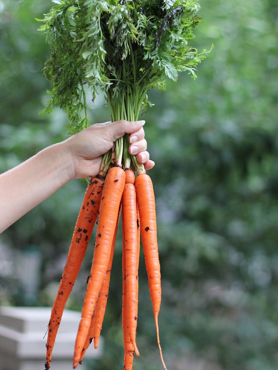 Морковь. Моркко. Корнеплод моркови. Овощи морковь. Свяжи морковки в пучки
