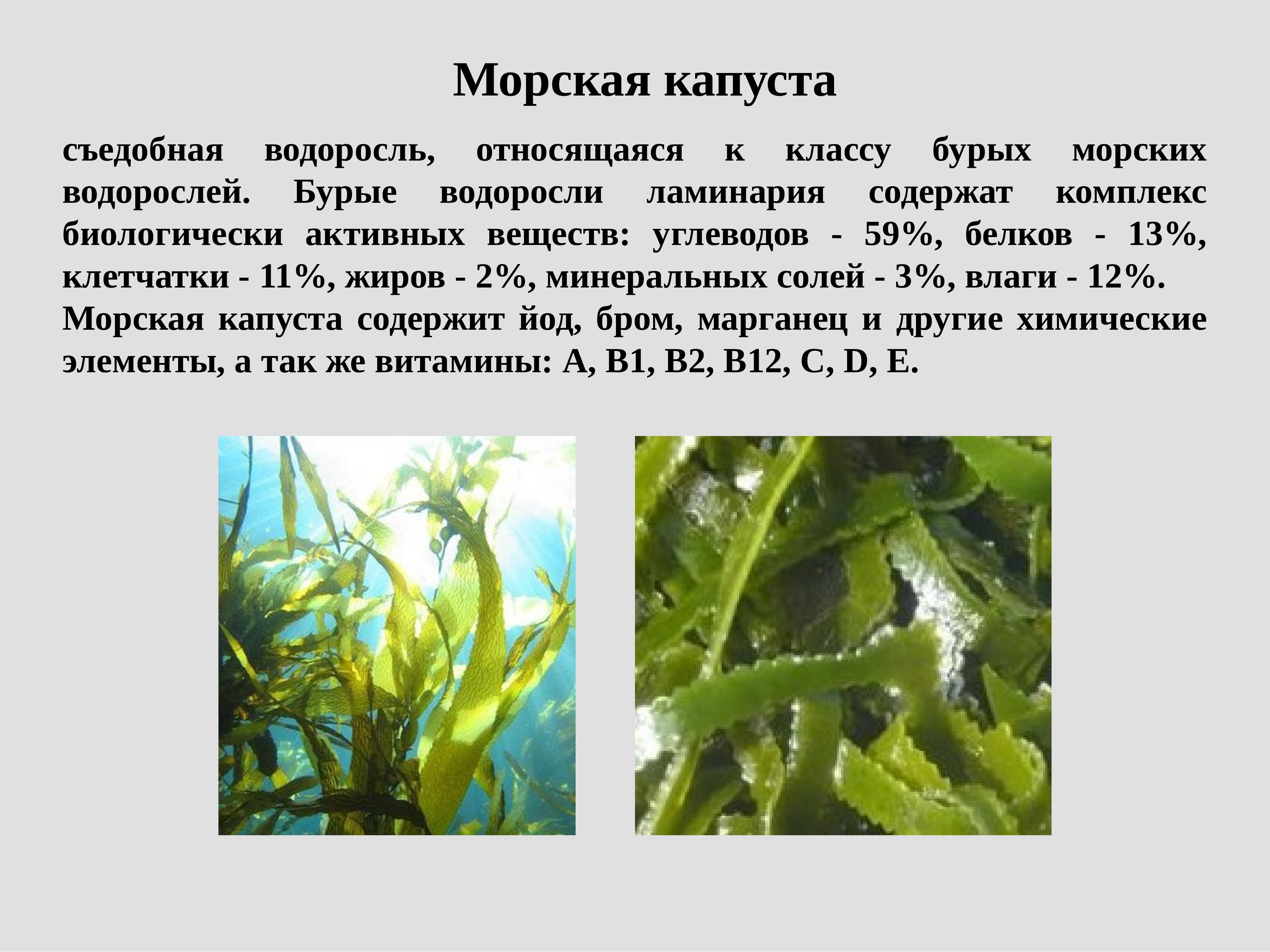 Описание водорослей ламинария. Съедобная бурая водоросль, "морская капуста". Бурые водоросли ламинария. Многоклеточные водоросли ламинария. Сообщение о морской капусте ламинарии.