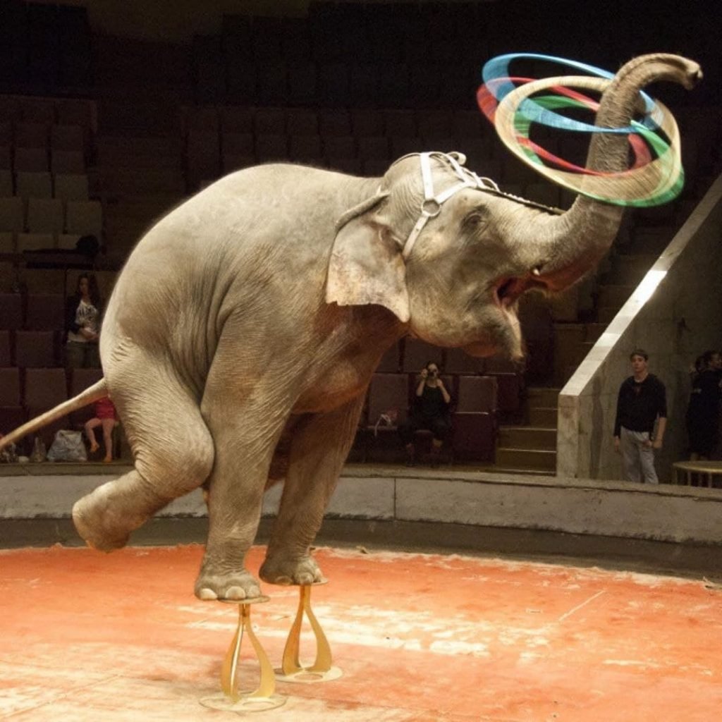 Животные в цирке картинки