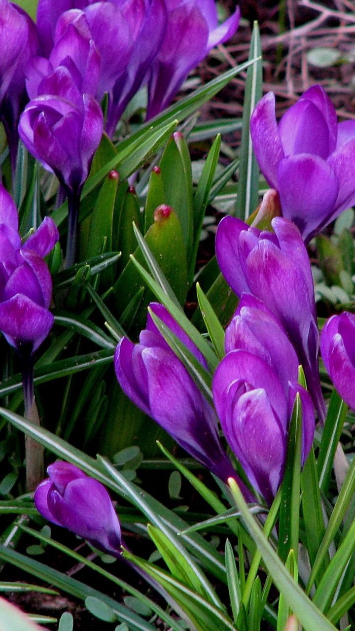 Цветы фиолетовые весенние