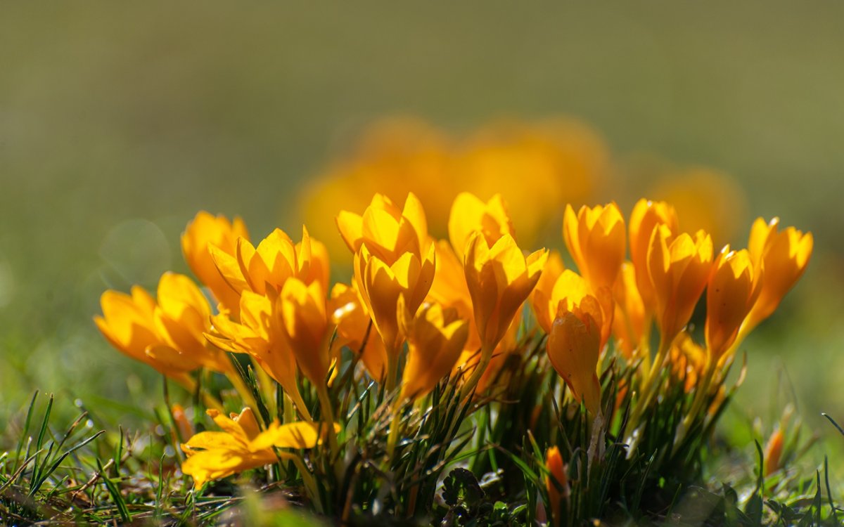 Первые весенние цветы желтые
