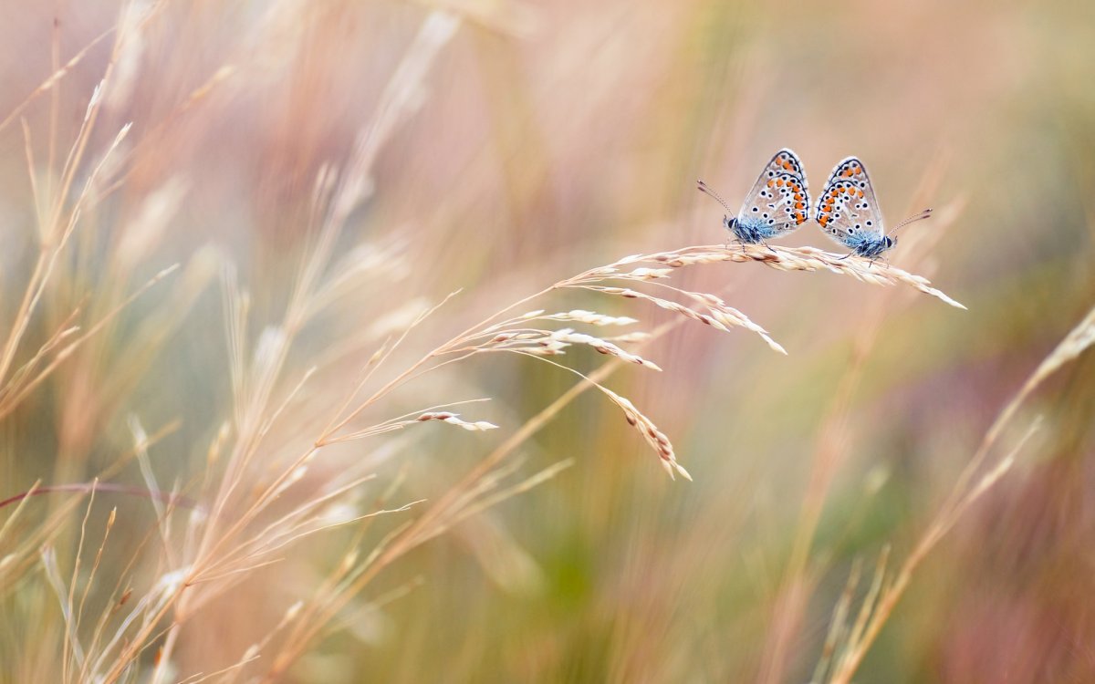 Красивые картинки с природой и цветами и бабочками