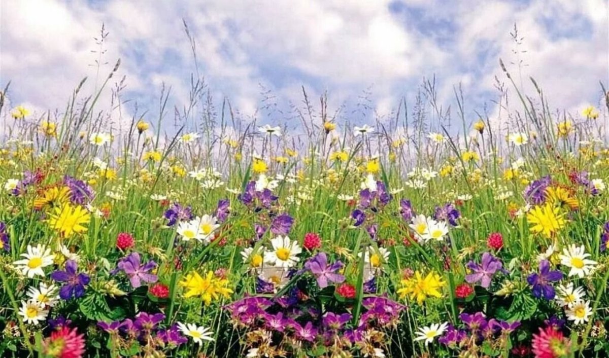 Весенние цветы полевые