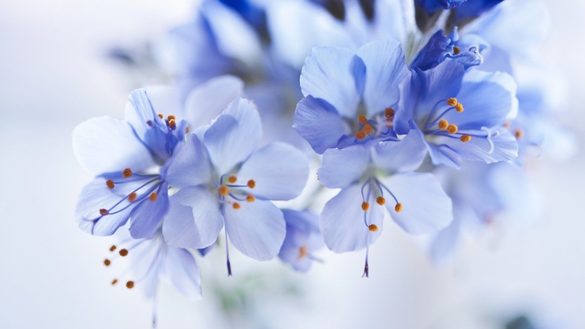 Синие цветы весенние