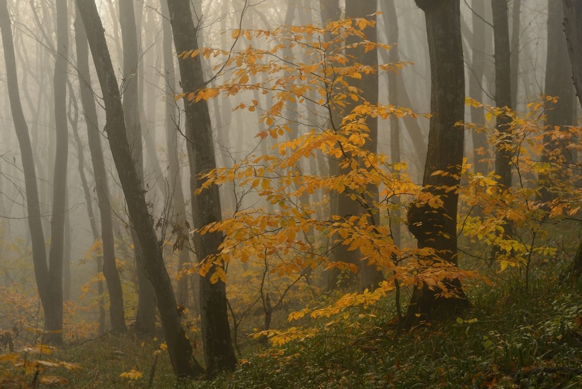Хмурый осенний лес