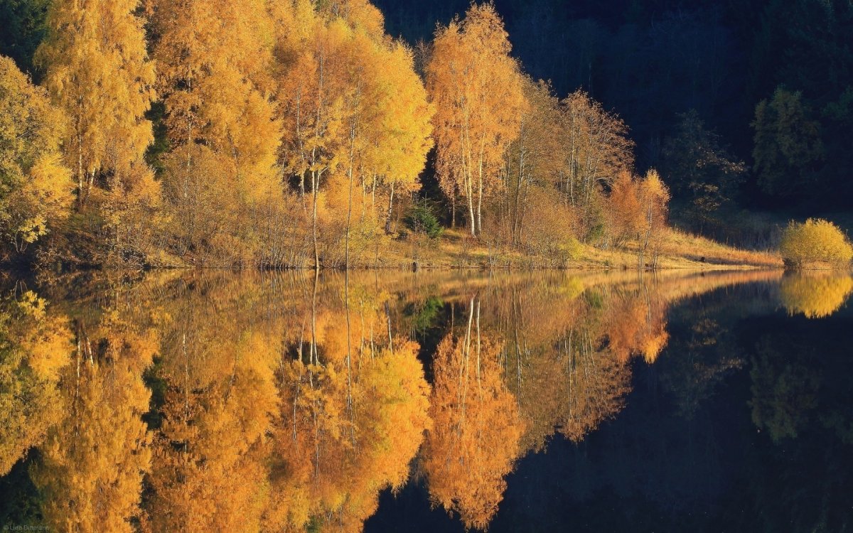 Отражение осеннего леса в воде