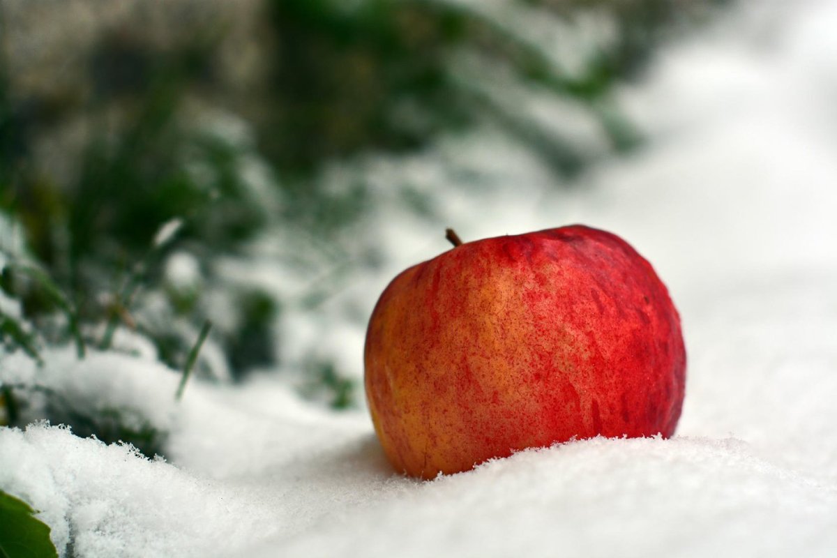Яблоки на снегу красивые картинки