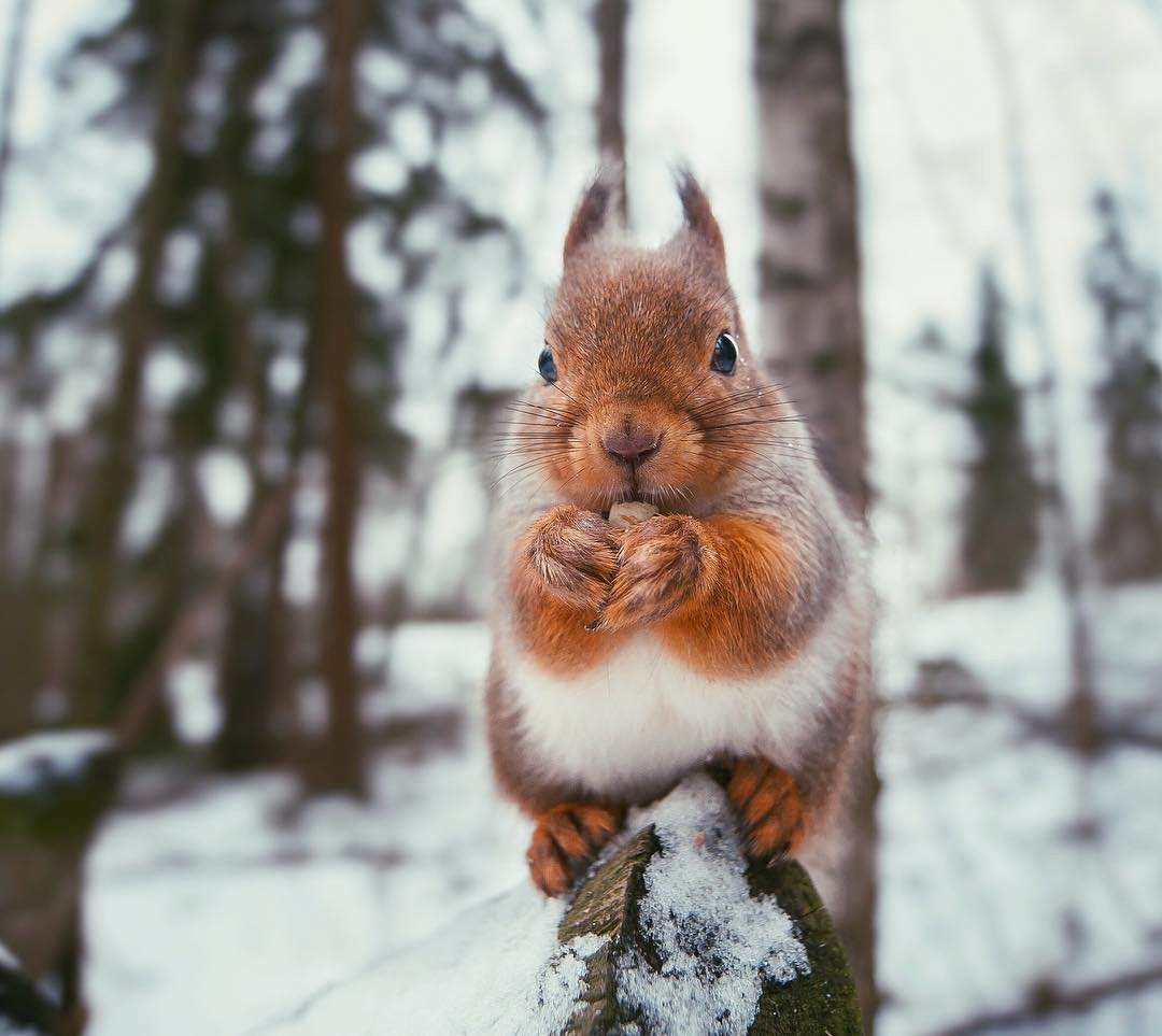 Белка в Петергофе