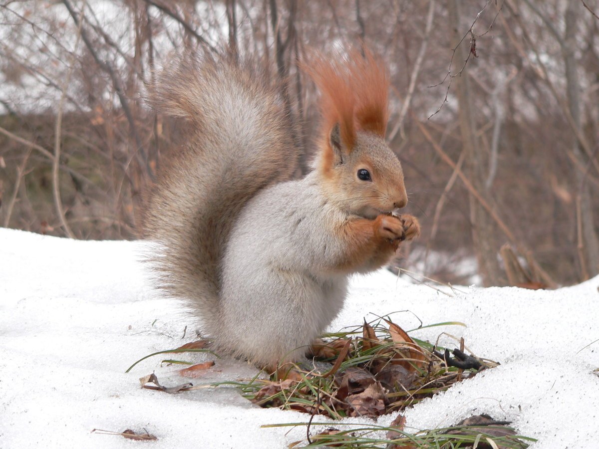 Белочка зимой и летом