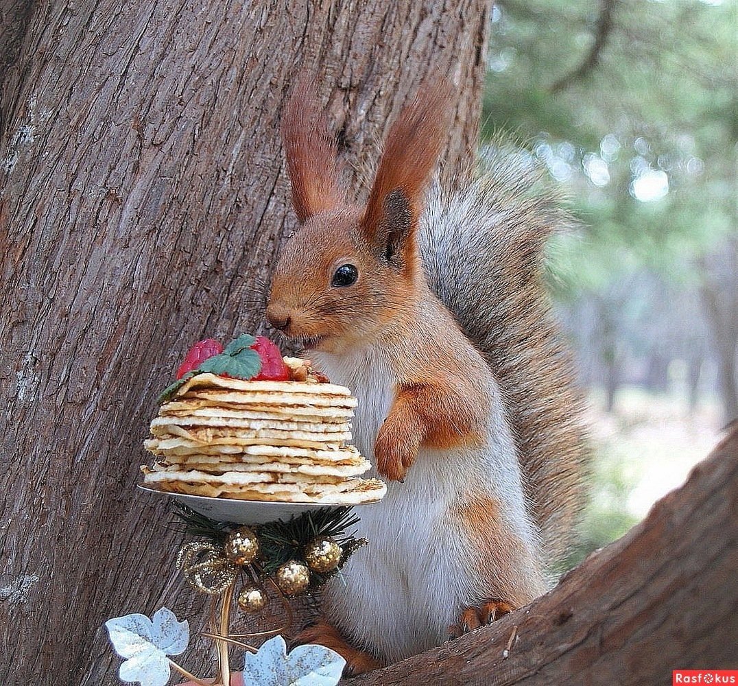 Белка с фотоаппаратом