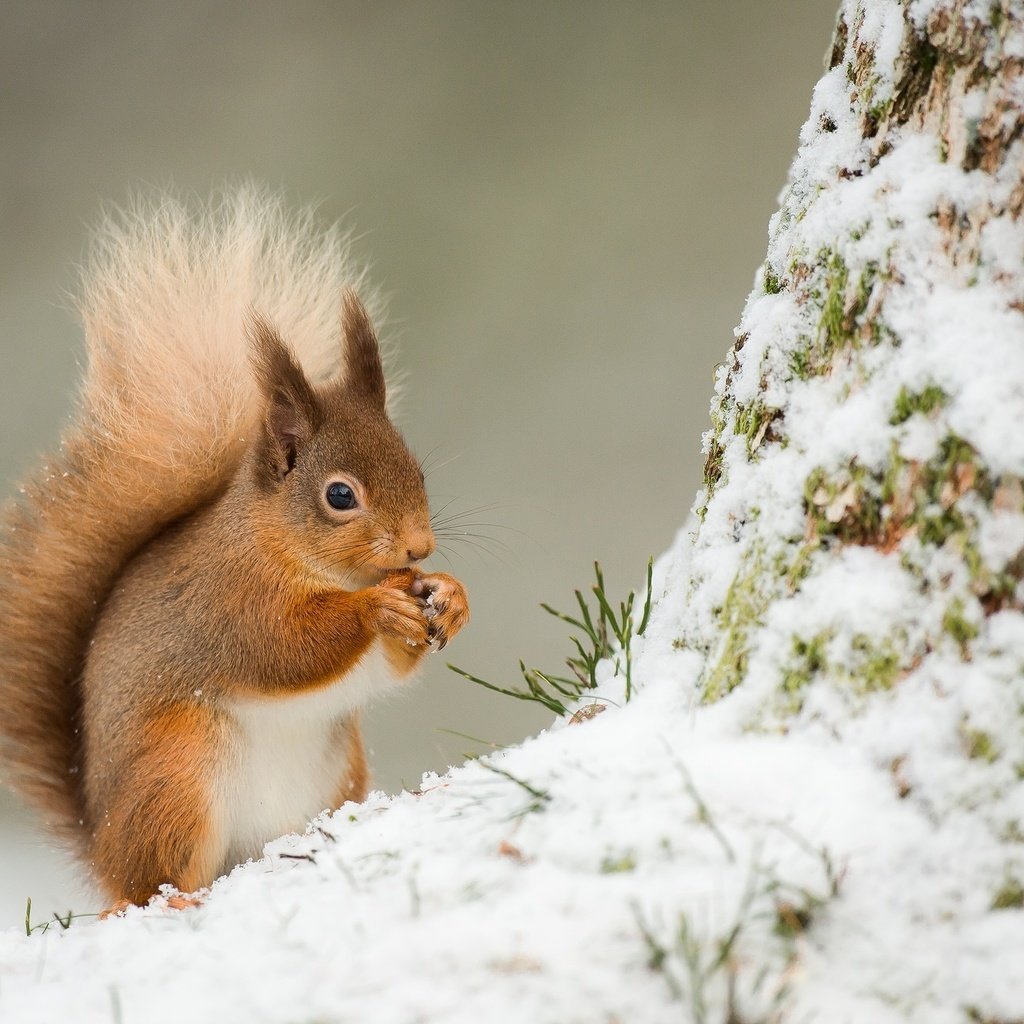 Белка зимой и летом
