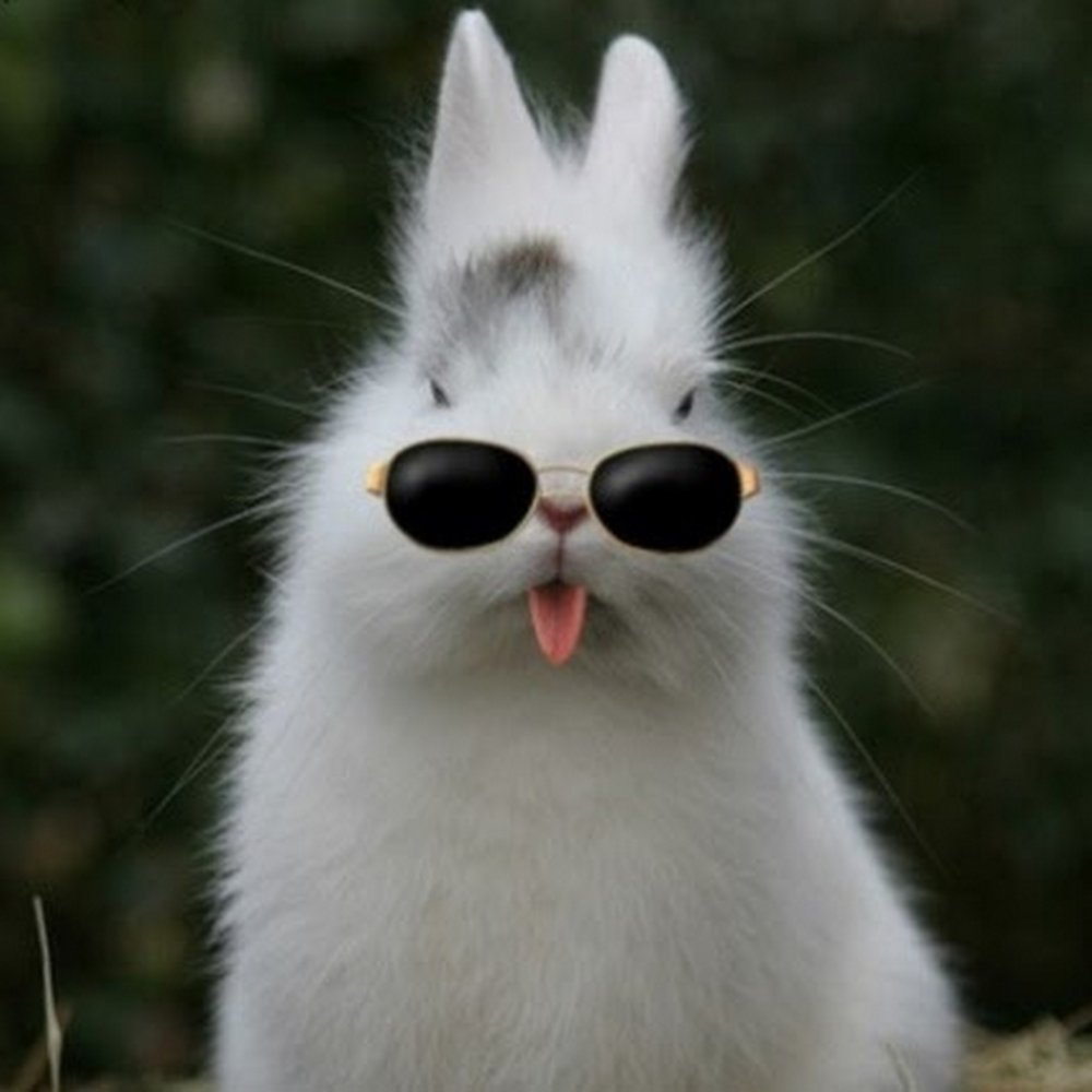 Смешные зайцы картинки. Смешные кролики. Смешной заяц. Забавные зайцы. Крутой кролик.