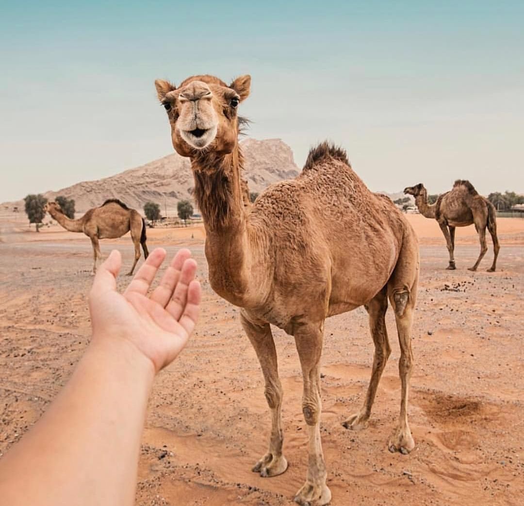 Пустыня Инстаграм