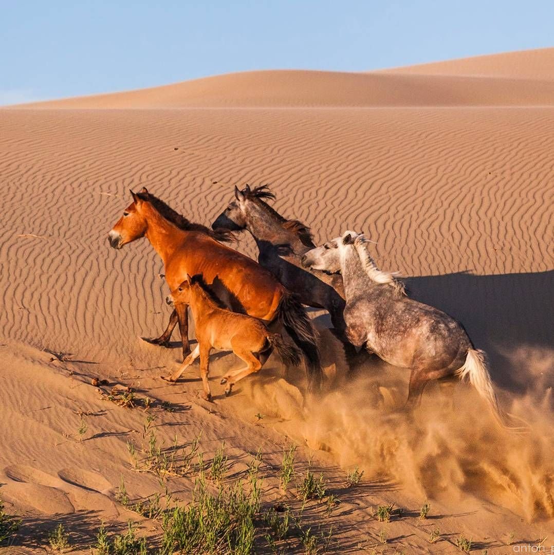 Лошади пустыни Намиб