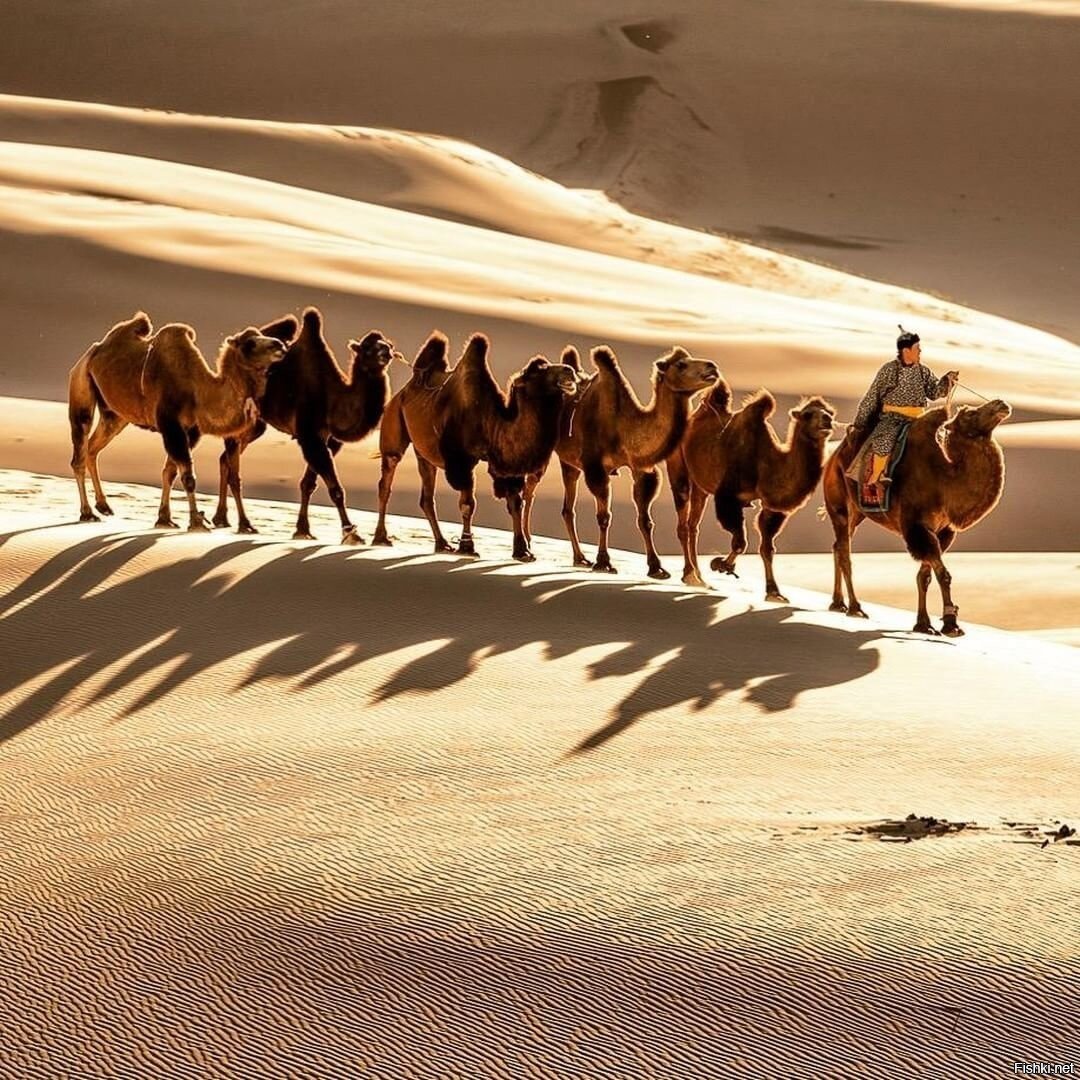 National Geographic Верблюды