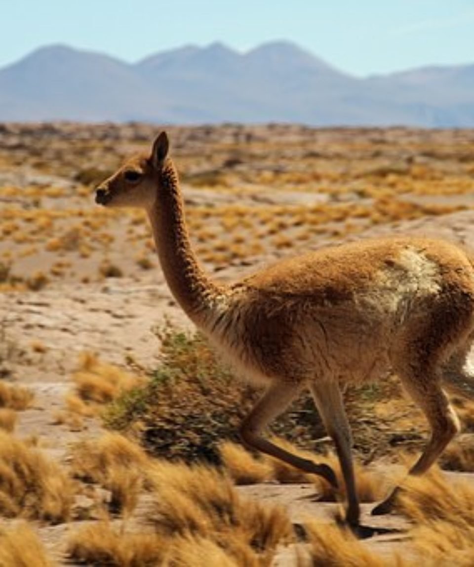 Пустыня фауна