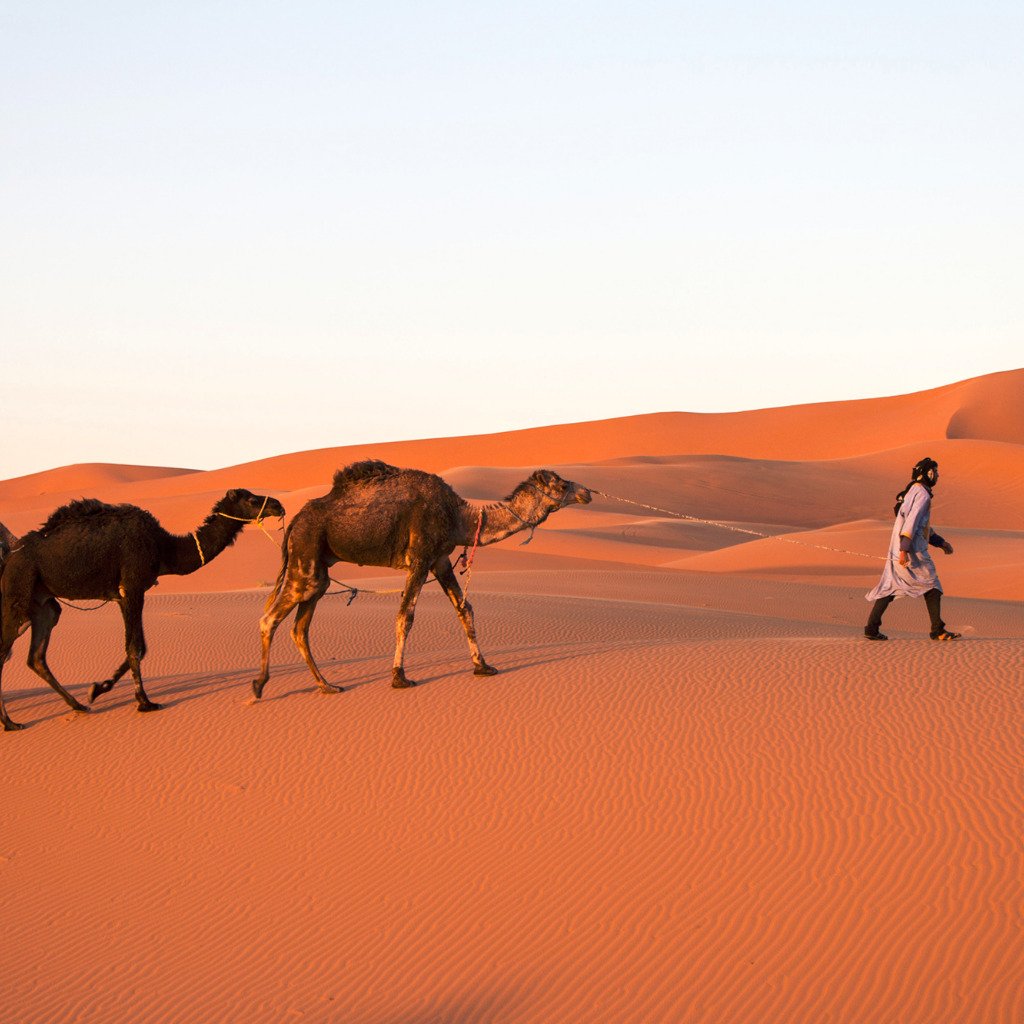 Дина Сахари