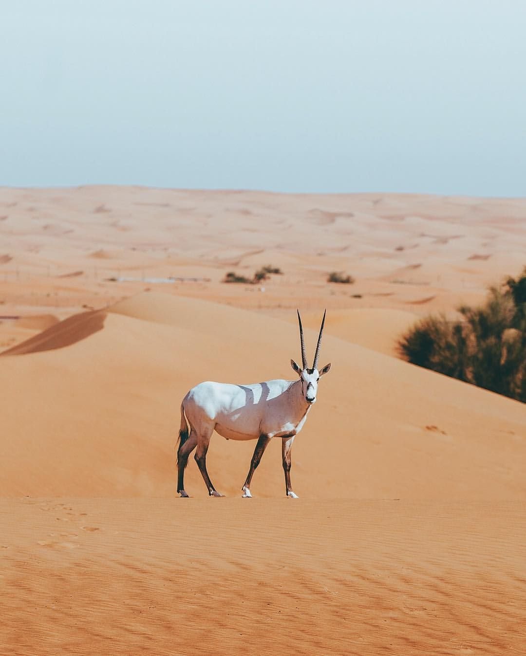 Обыкновенный Орикс пустыня Дубай
