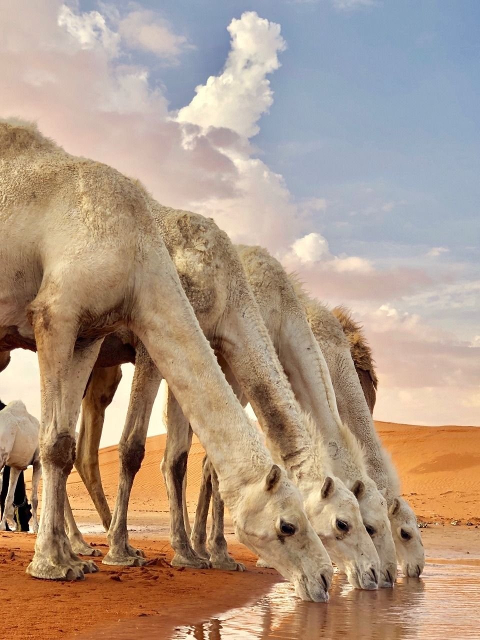 Аравийский верблюд