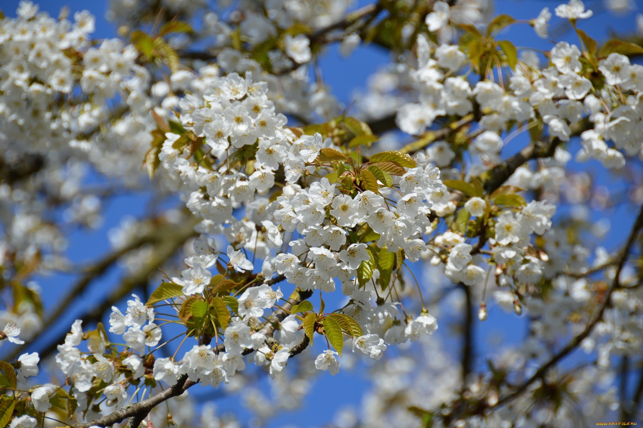 Vesna. Весеннее дерево. Деревья весной. Цветущие деревья весной. Весна цветение деревьев.