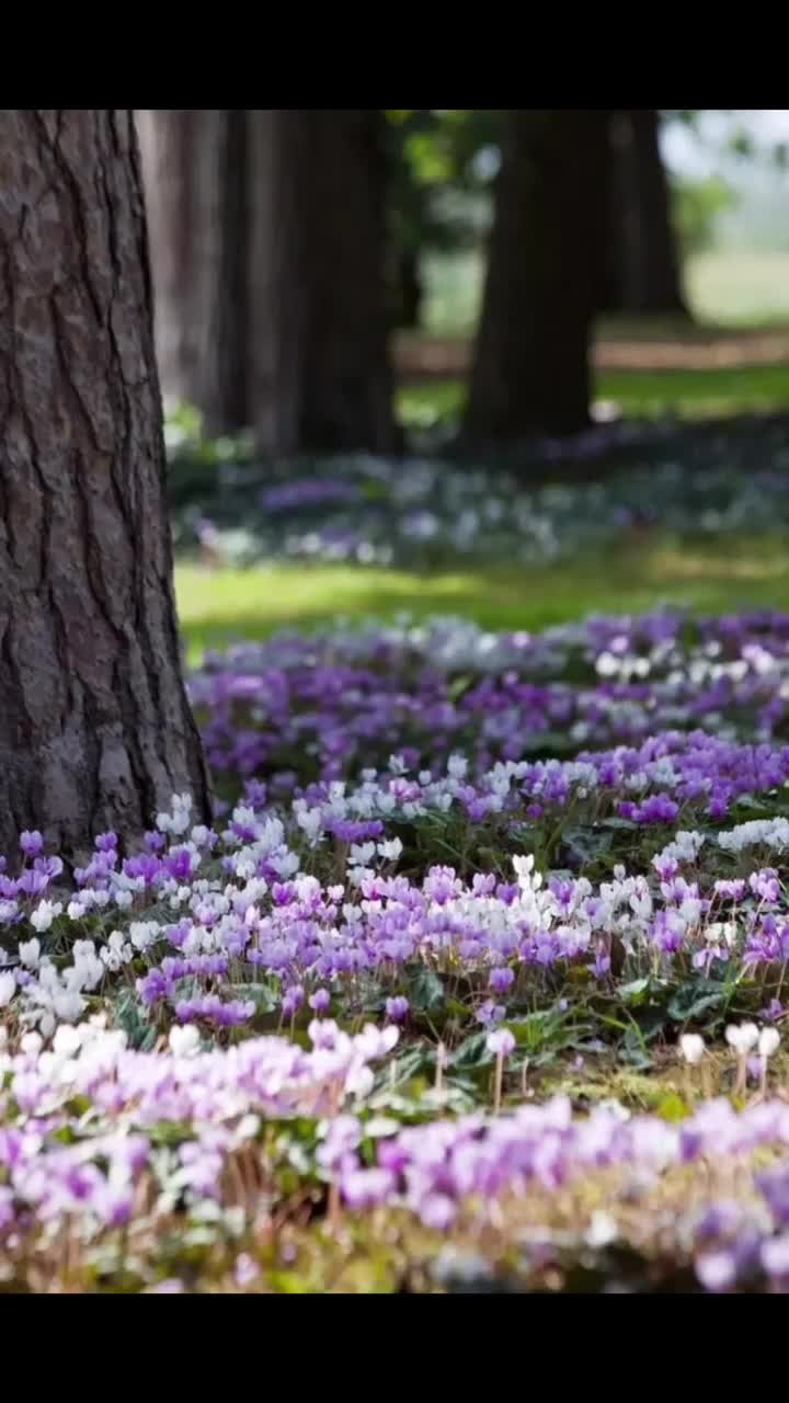 Пожелания с добрым весенним утром