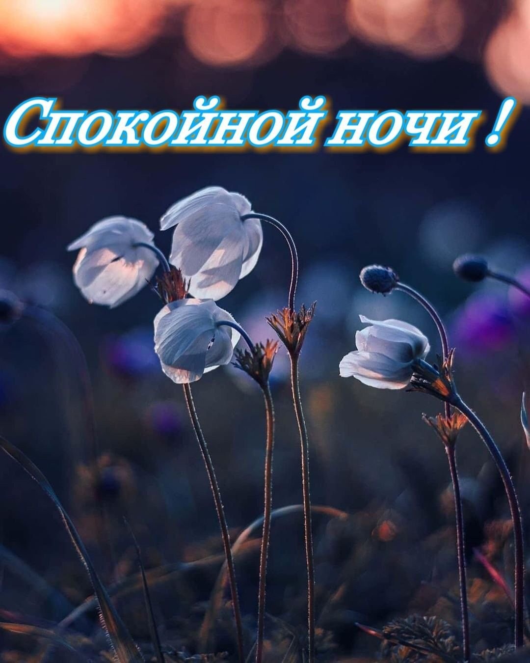 Доброй ночи спокойного сна