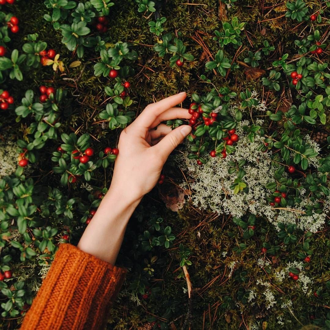 Ягоды в руках Эстетика