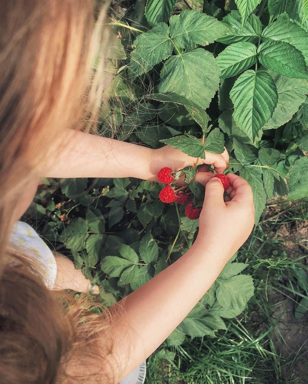 Собирает малину