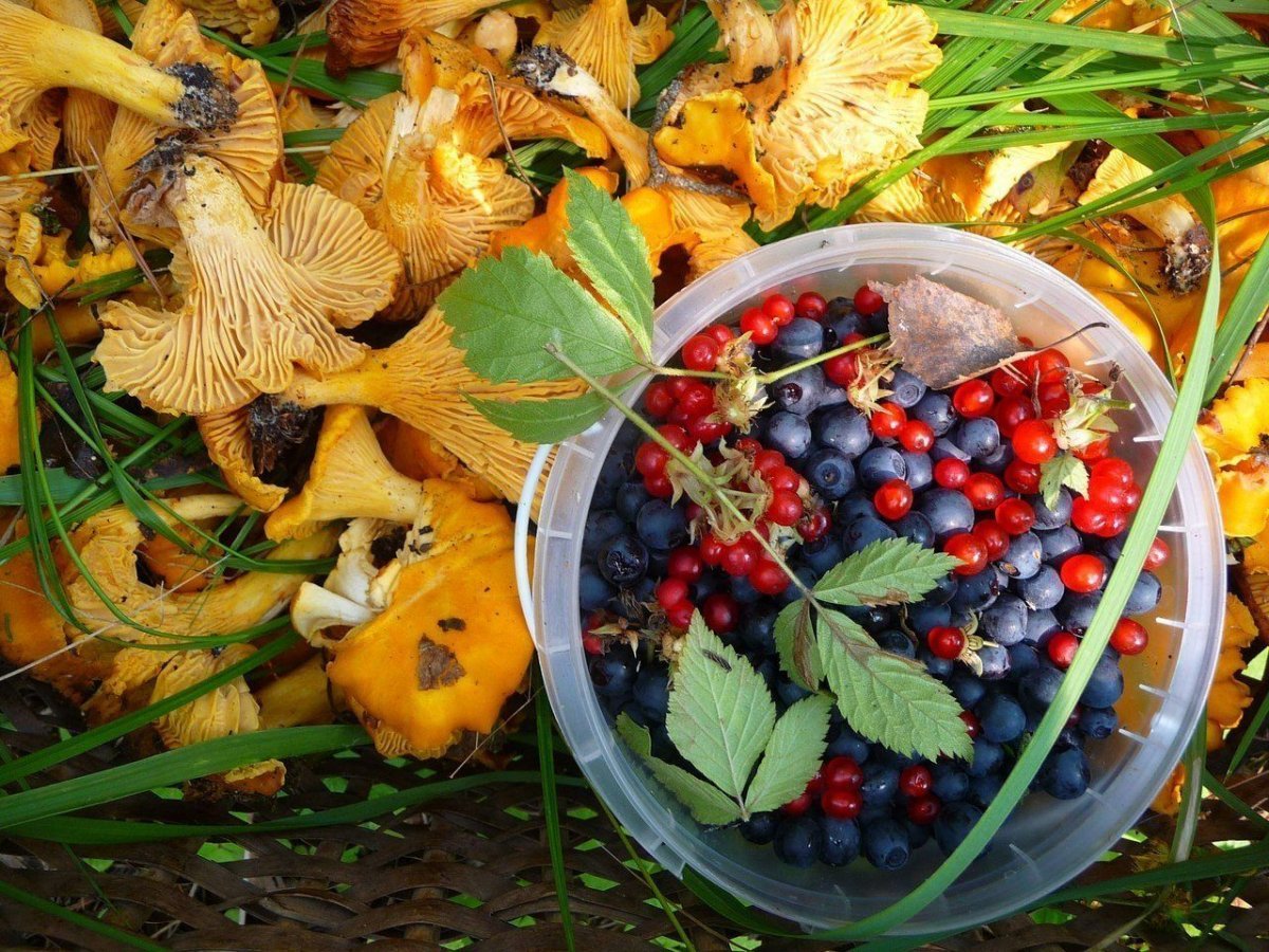 Осенние дары природы