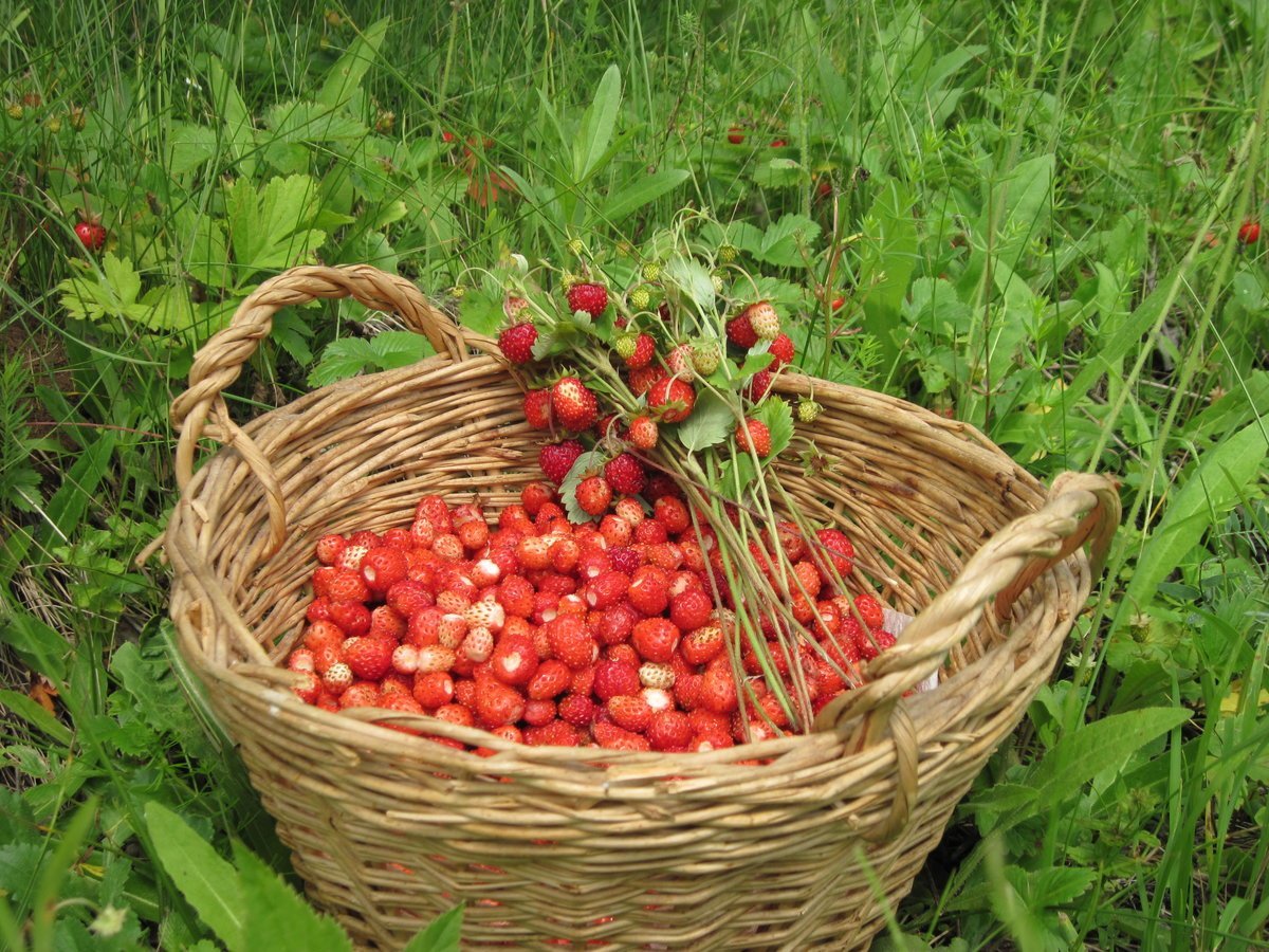 Корзинка с лесными ягодами