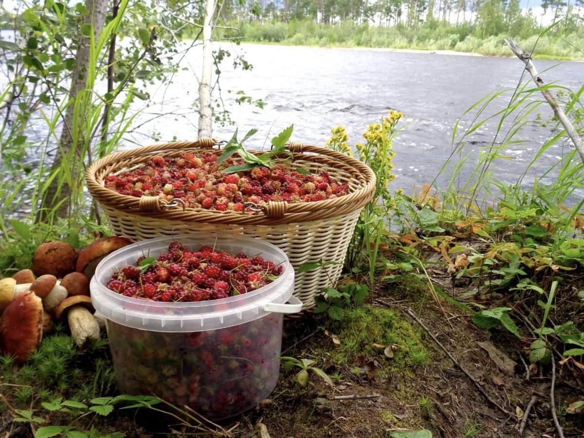 Собирательство ягод