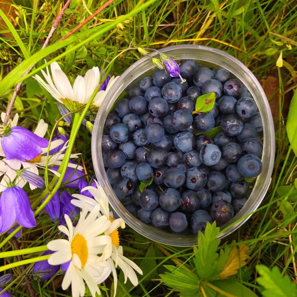 Лесные ягоды черника