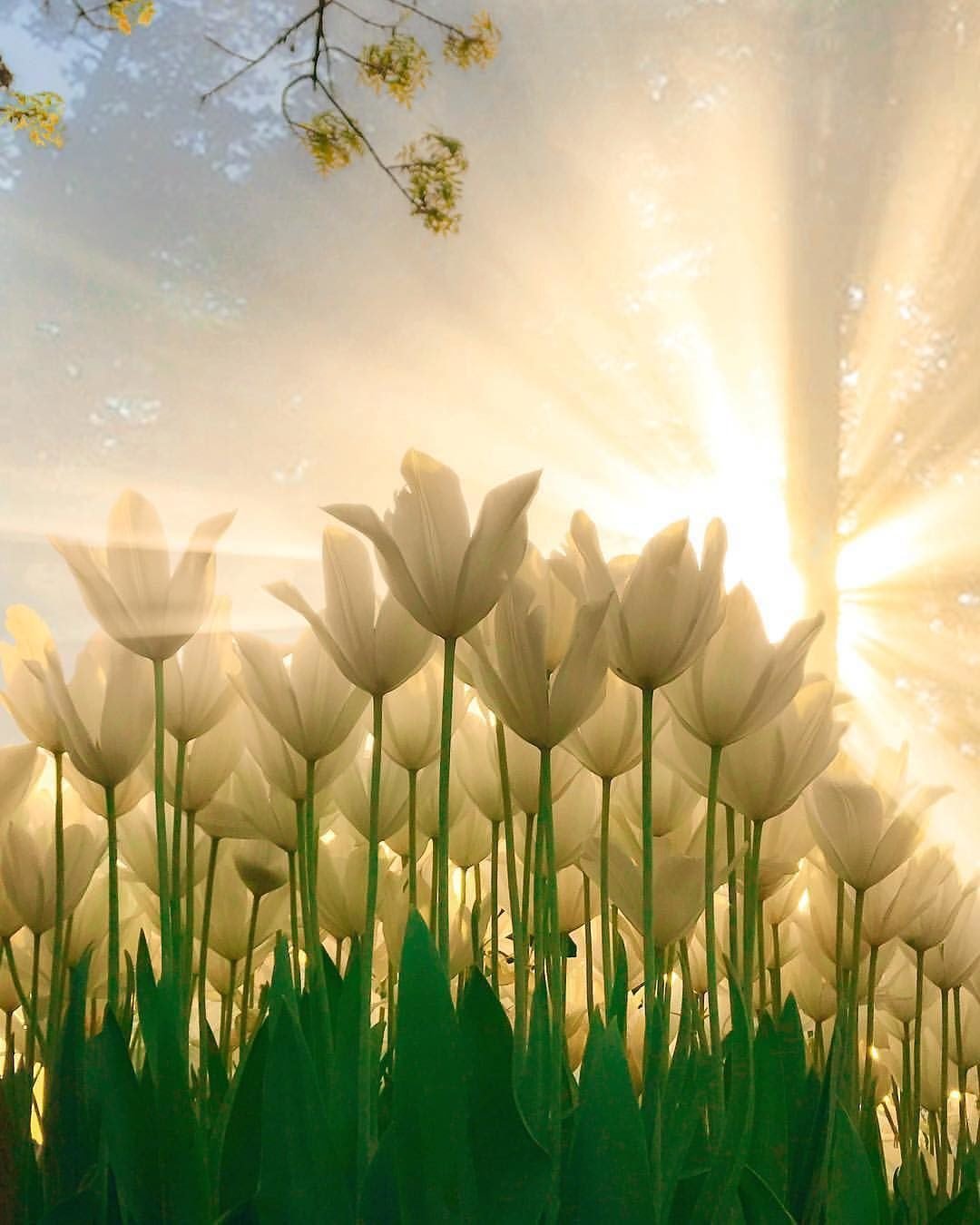 Утро Весеннее необычные пейзажи