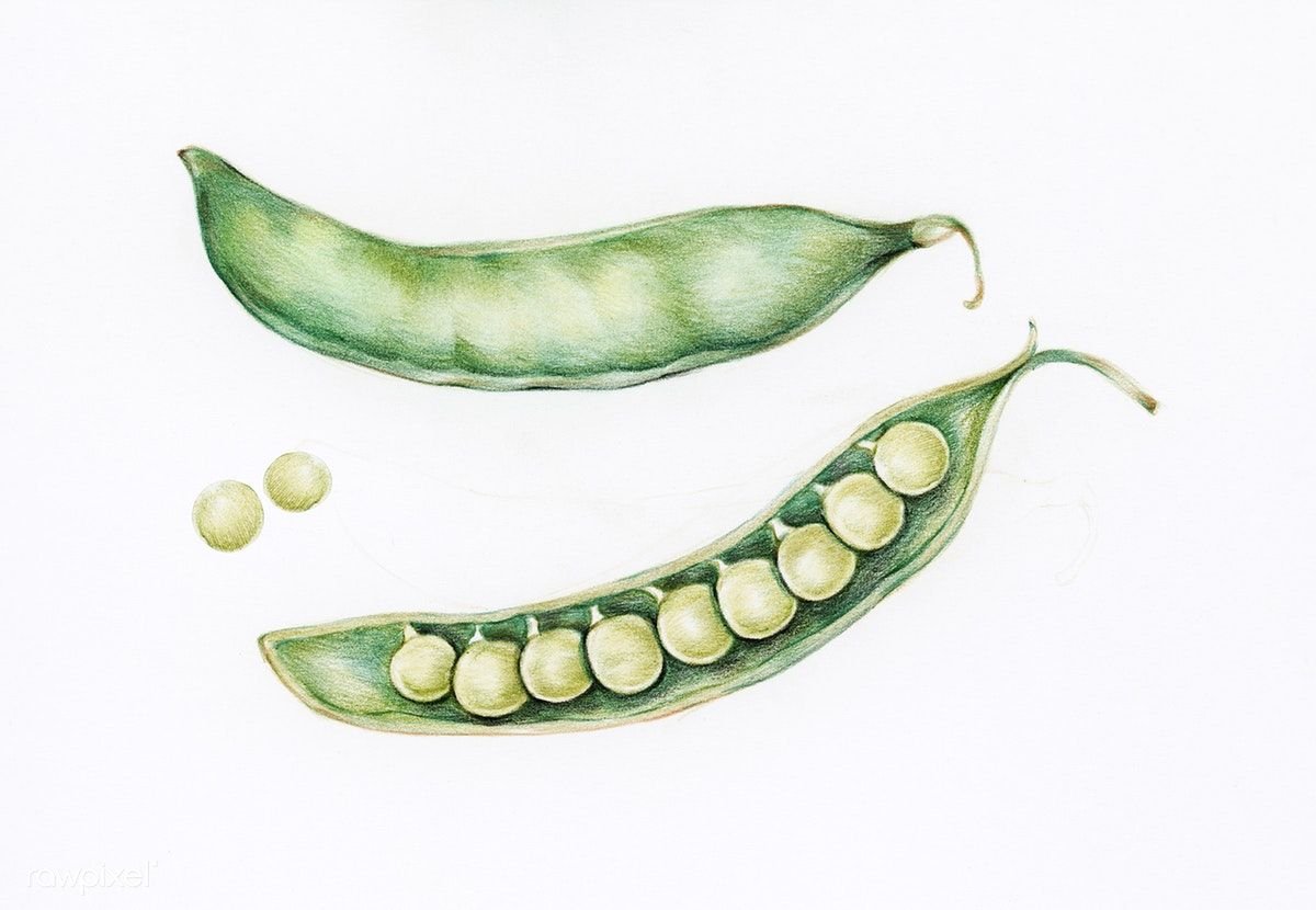 Урок рисования горох