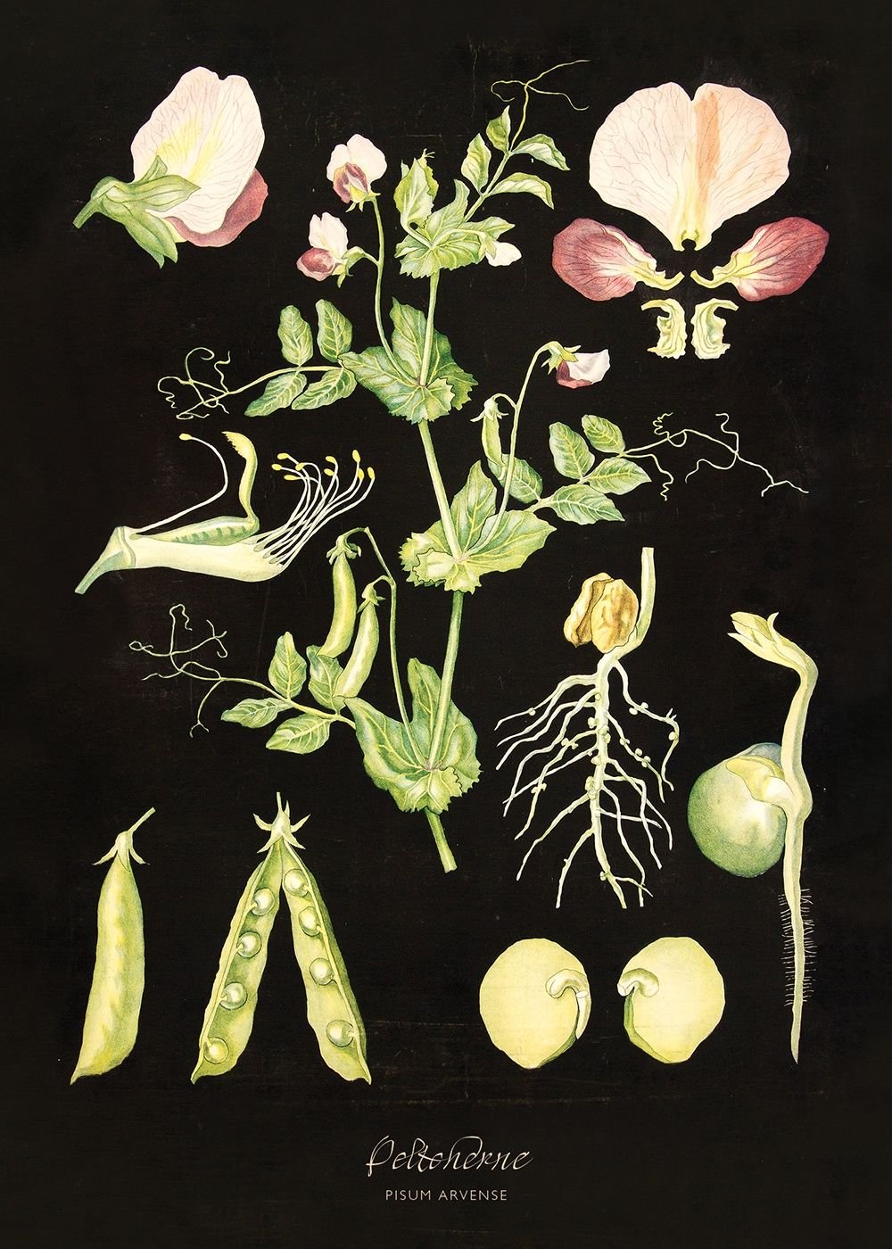 Стручок гороха