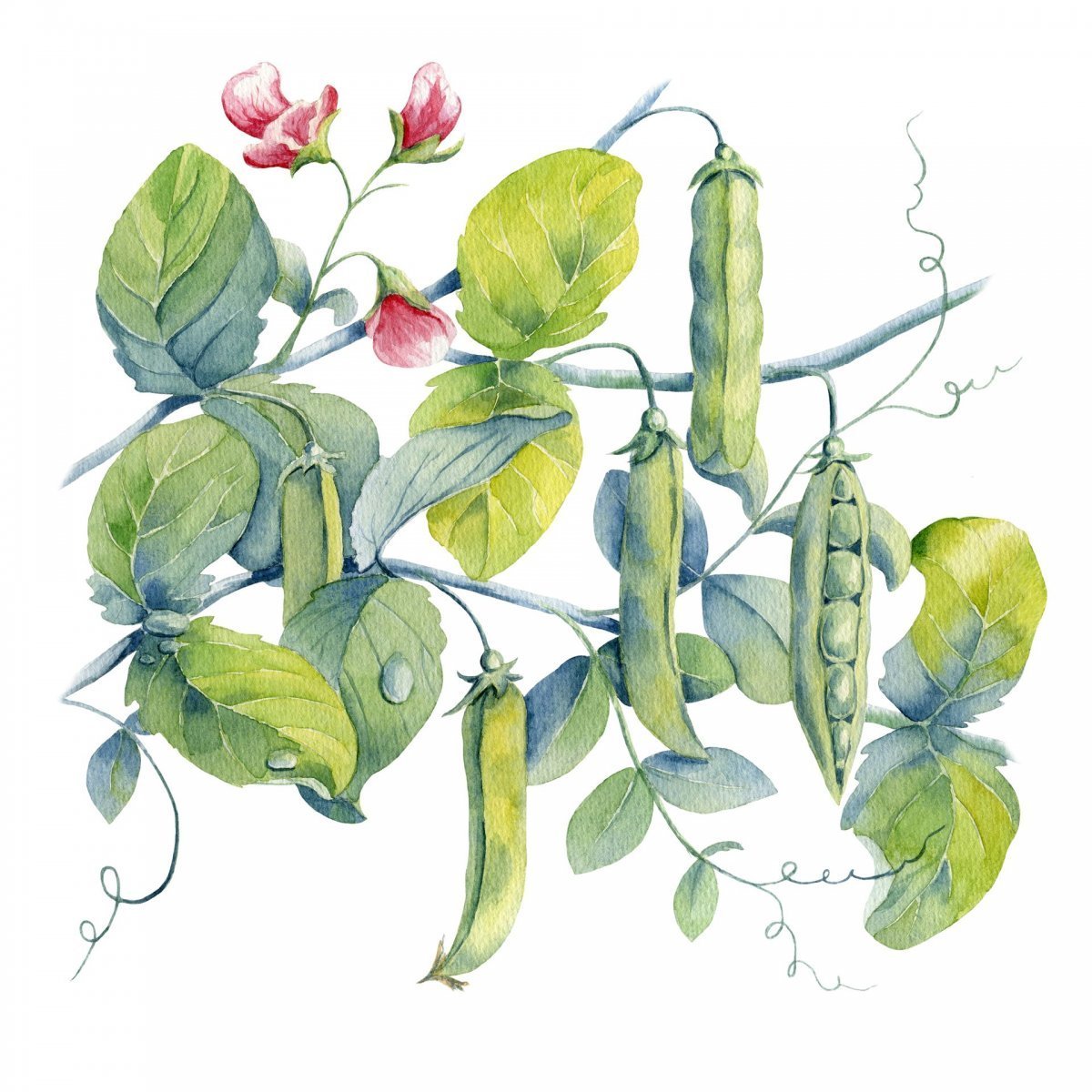 Пластилиновые заплатки овощи