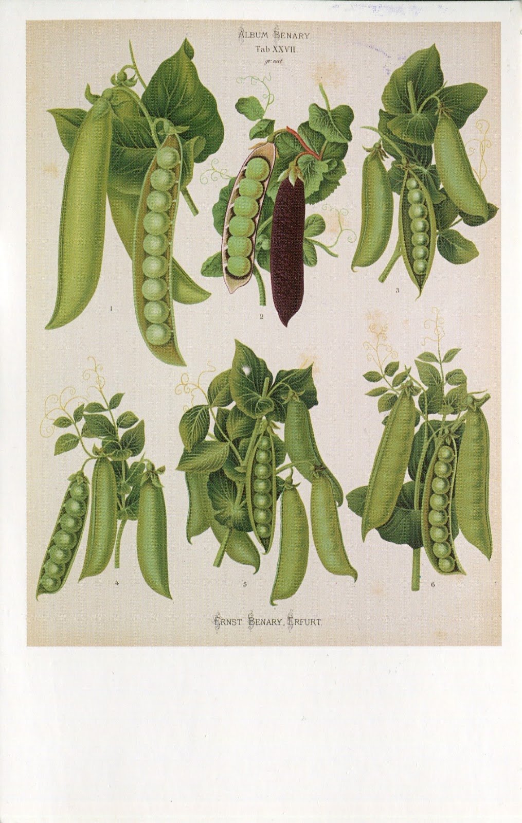 Pisum sativum ботаника