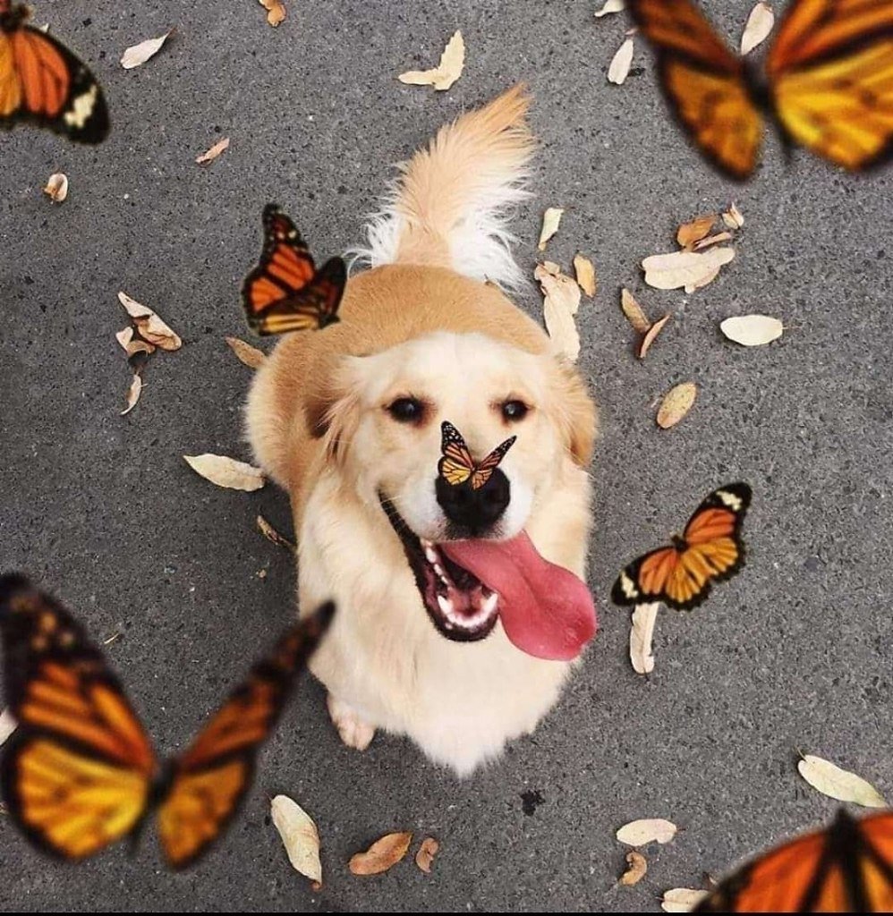 Собака бабочка