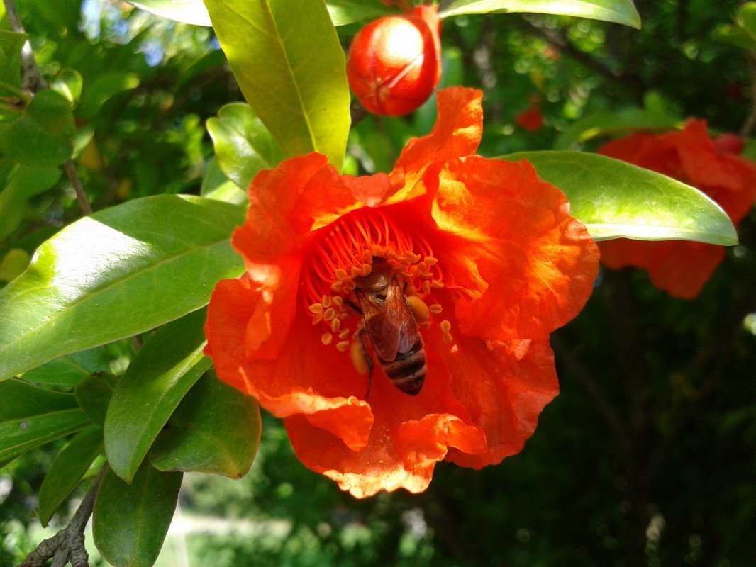 Паттерн с гранатами